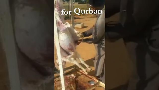 BOTSWANA: EID AL-ADHA QURBAN