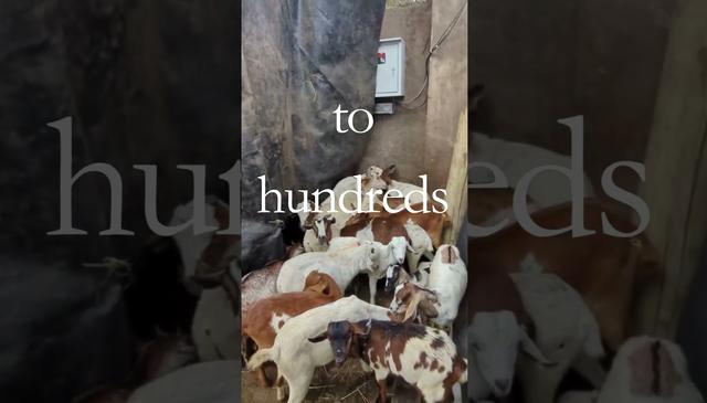 2026 KENYA ASHURA QURBAN